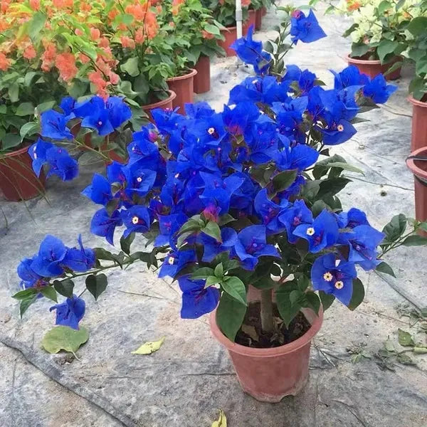 Blau Drillingsblume Blumensamen zur Aussaat Bestäuber freundlich Traditionssorte & ohne Gentechnik Samen Hausgarten