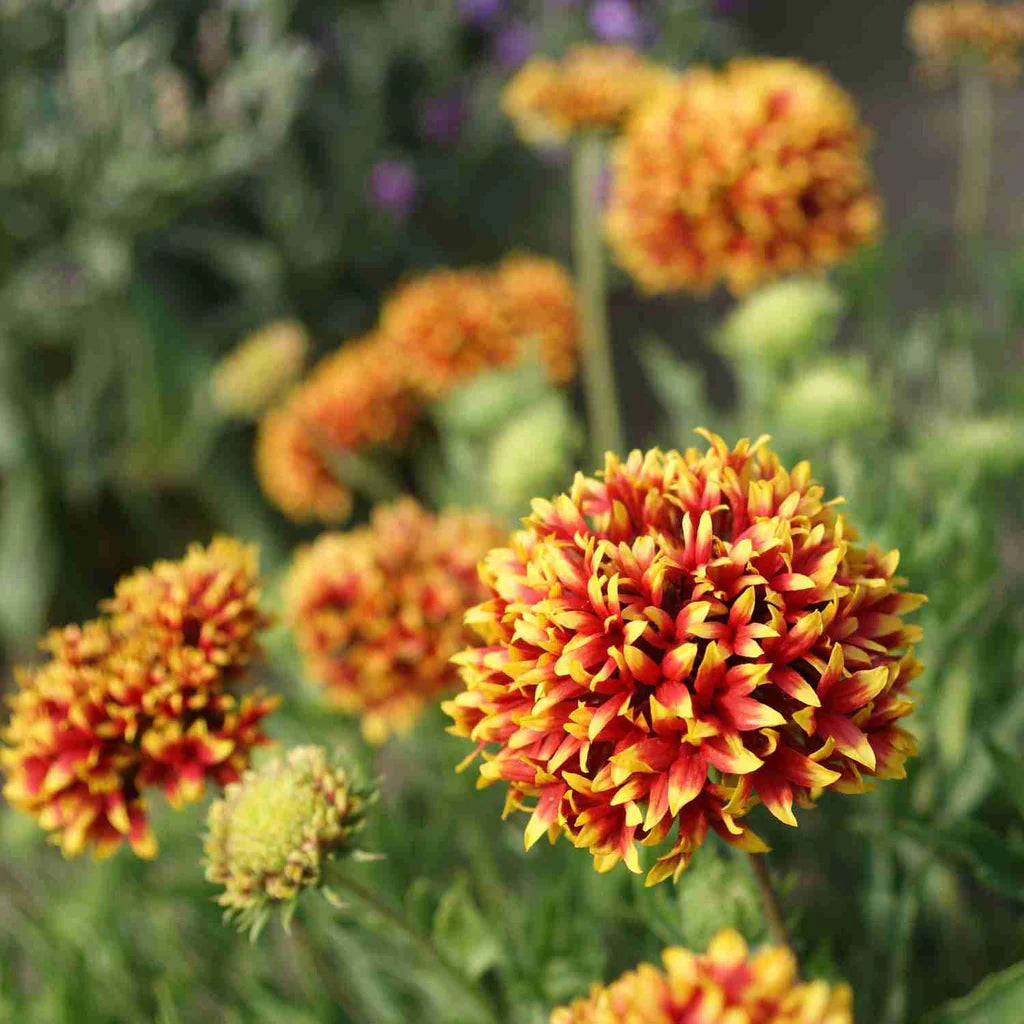 Gaillardia Blumensamen zur Aussaat kompakt Wuchs Traditionssorte & ohne Gentechnik Samen Hausgarten