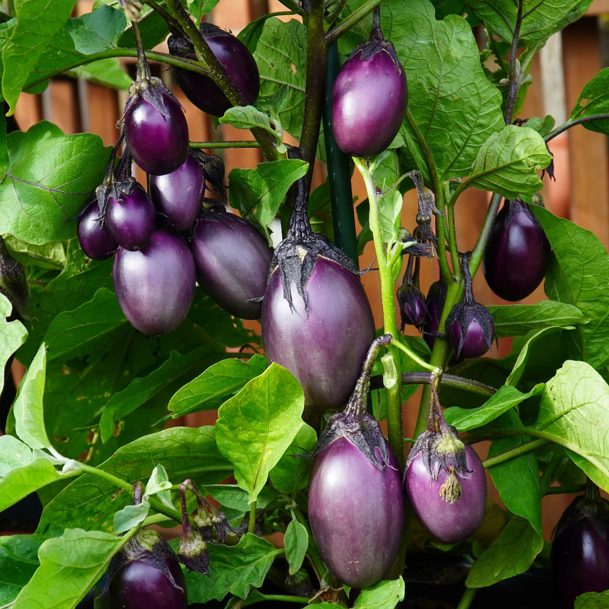 Ophelia Eggplant Gemüse Samen zum Pflanzen