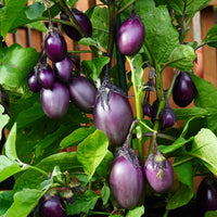 Ophelia Eggplant Gemüse Samen zum Pflanzen