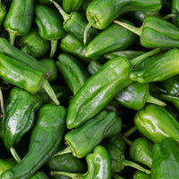 Green de Padron Gemüse Samen zum Pflanzen