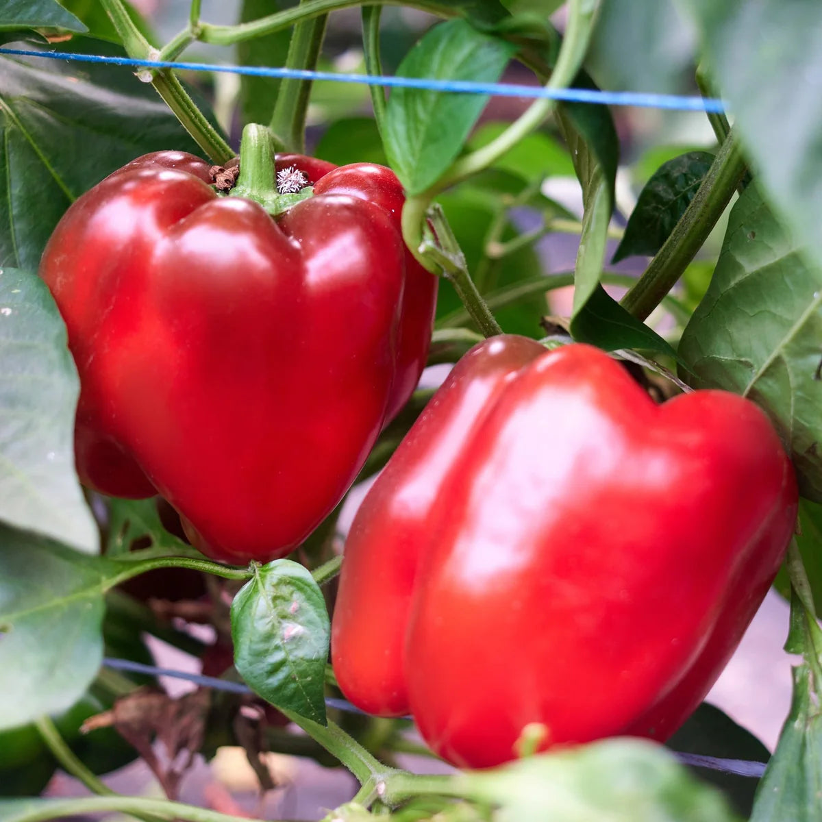 Cal Wonder Pepper Samen für einfache Aussaat