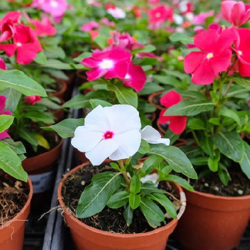 Weiß Rosa Immergrün Blumensamen zur Aussaat – kompakt Wuchs – Traditionssorte & ohne Gentechnik Samen Hausgarten