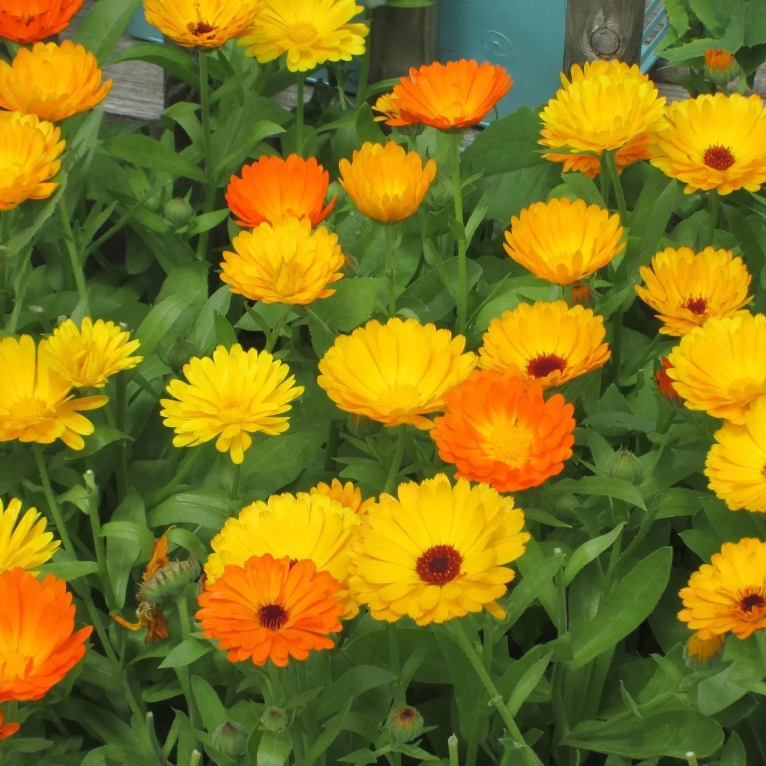 Calendula Blumensamen zur Aussaat robust Sorte Traditionssorte & ohne Gentechnik Samen Hausgarten
