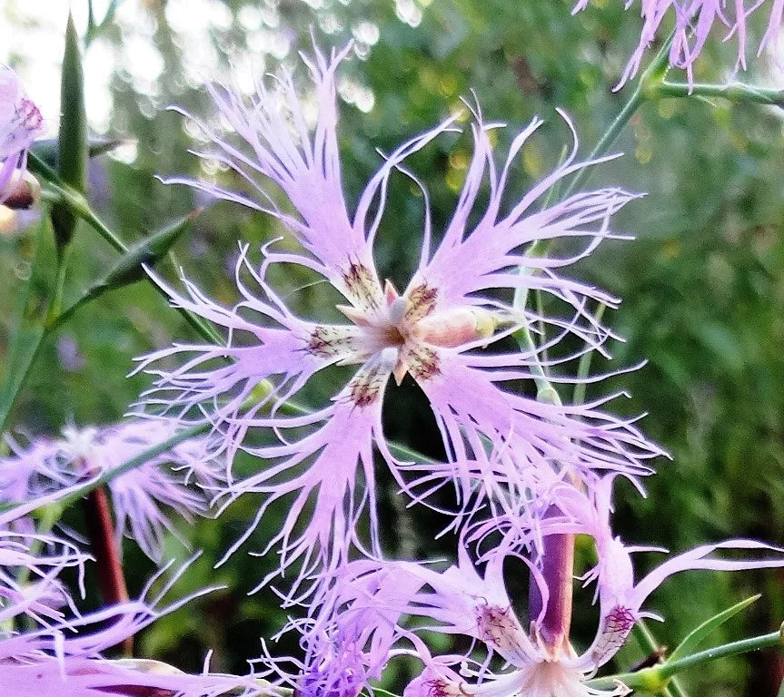 Rosa Nelke Superbus Samen zur Aussaat ideal Gärten