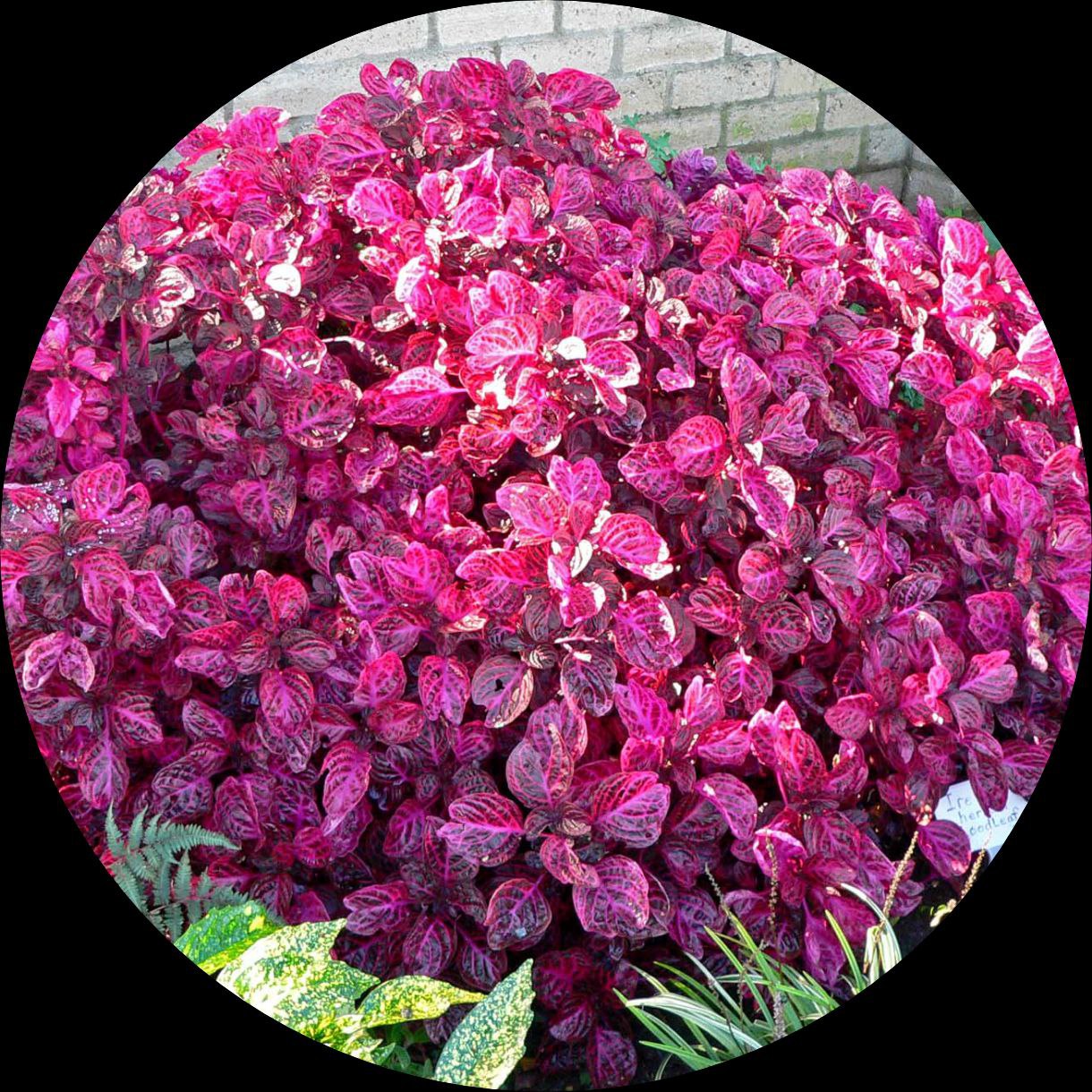 Lila Iresine Blumensamen zur Aussaat – Drought verträglich – Traditionssorte & ohne Gentechnik Samen Hausgarten