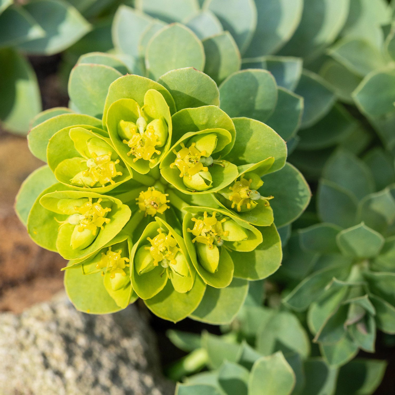 Mediterranean Spurge Blumensamen zur Aussaat Schnitt Blume beliebt Traditionssorte & ohne Gentechnik Samen Hausgarten