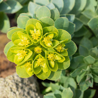 Mediterranean Spurge Blumensamen zur Aussaat Schnitt Blume beliebt Traditionssorte & ohne Gentechnik Samen Hausgarten