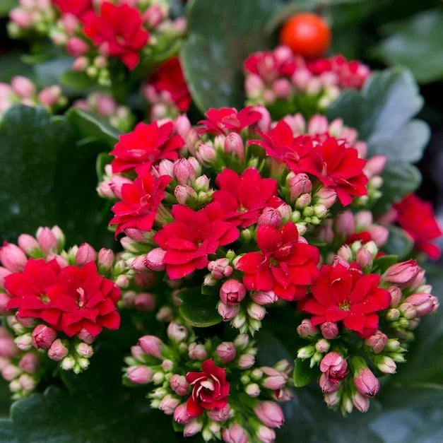 Rot Flammendes Käthchen Blumensamen zur Aussaat Schnitt Blume beliebt Traditionssorte & ohne Gentechnik Samen Hausgarten