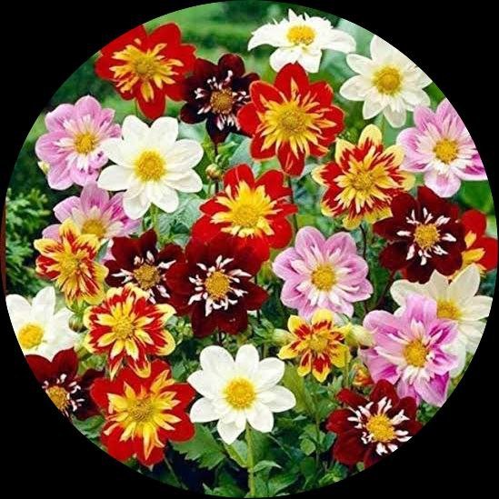 Dahlie Harlequin Samen farbenfroh – Striking Gartenblumen