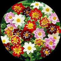Dahlie Harlequin Samen farbenfroh – Striking Gartenblumen