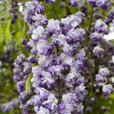 Blauregen Violett Blumensamen zur Aussaat Samen Beautifully Cascading Blüten Garten
