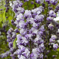 Blauregen Violett Blumensamen zur Aussaat Samen Beautifully Cascading Blüten Garten