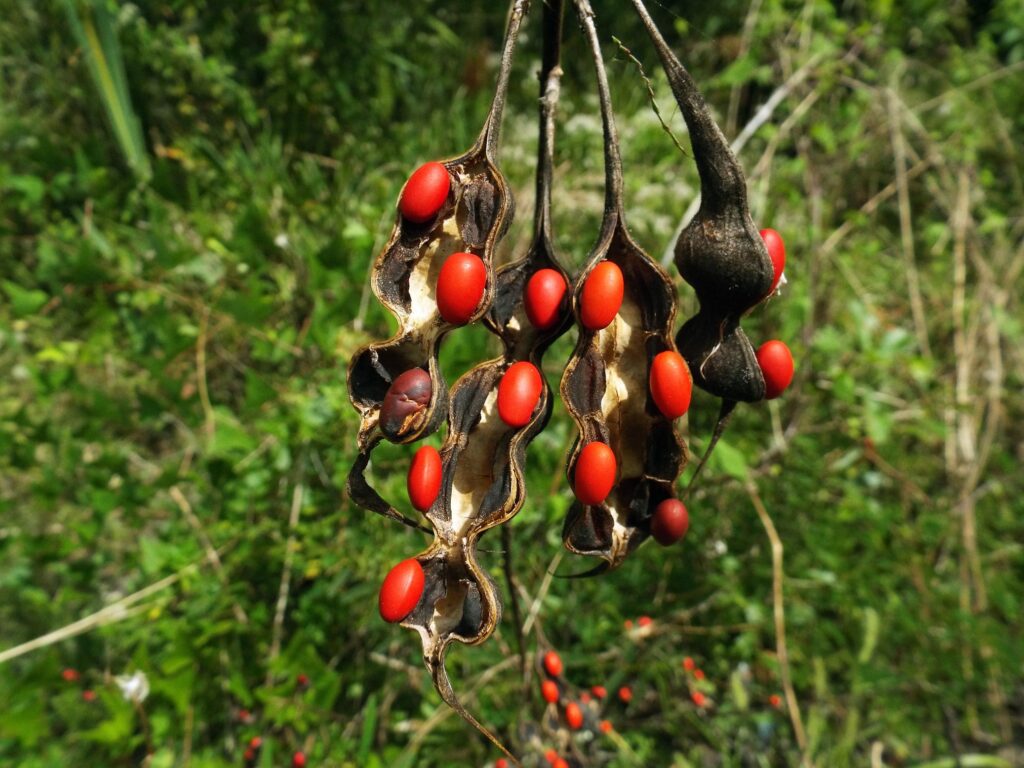 Coral Bean Blumensamen – Traditionssorte ohne Gentechnik Blüten leuchtend Hausgarten Aussaat