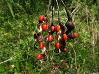 Coral Bean Blumensamen – Traditionssorte ohne Gentechnik Blüten leuchtend Hausgarten Aussaat