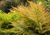 Dryopteris Erythrosora Blumensamen zur Aussaat hochwertige Qualitäts- Traditionssorte & ohne Gentechnik Samen Hausgarten