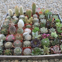 Gemischt Schoenlandii Cerei Blumensamen zur Aussaat – leuchtend – Traditionssorte & ohne Gentechnik Samen Hausgarten