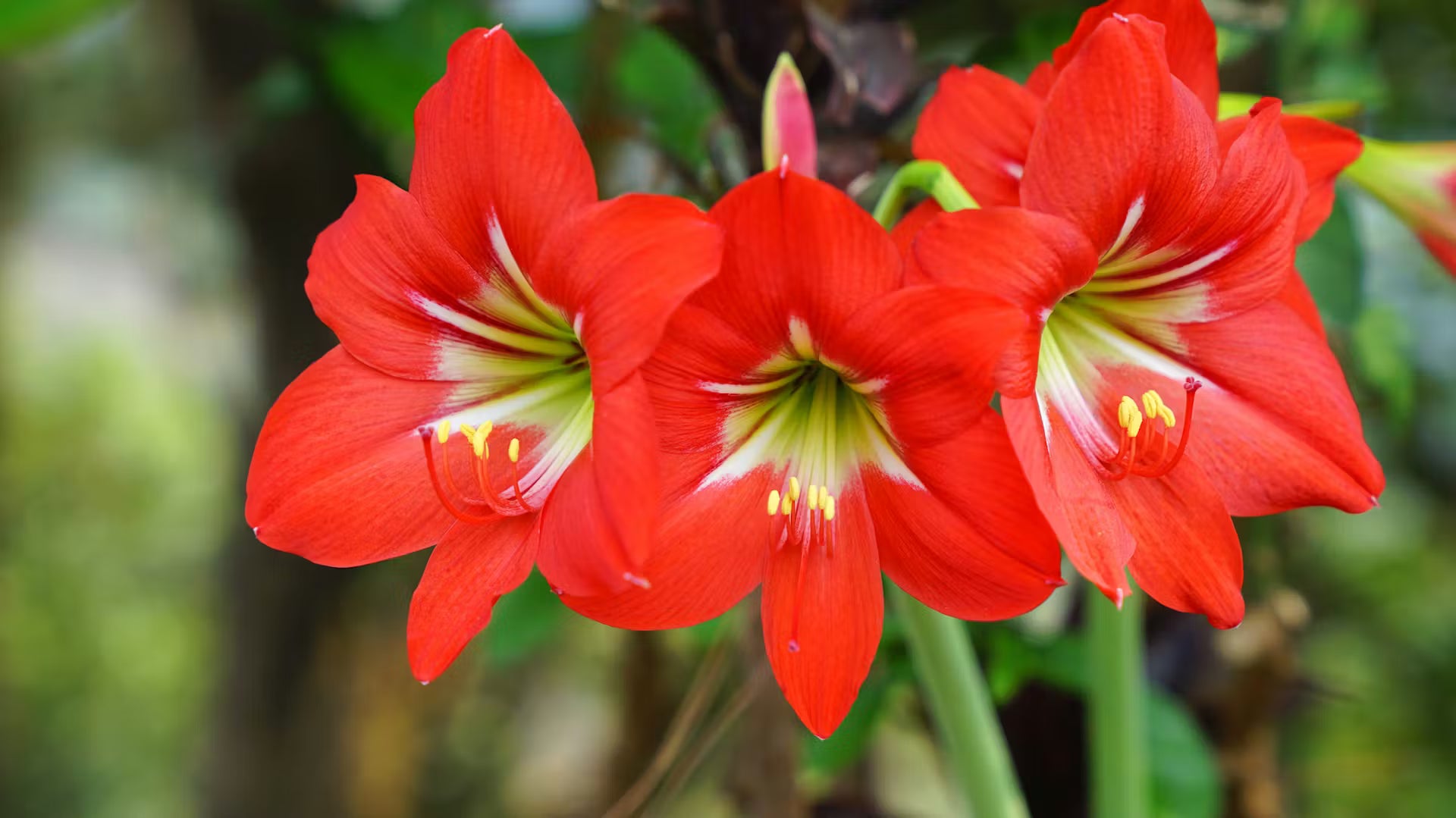 Gemischt Ritterstern Blumensamen zur Aussaat leuchtend Blüten Traditionssorte & ohne Gentechnik Samen Hausgarten