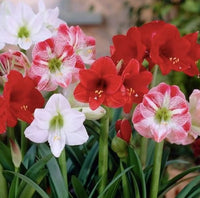 Hippeastrum Rutilum Gemischt Blumensamen zur Aussaat – Halbschatten verträglich – Traditionssorte & ohne Gentechnik Samen Hausgarten