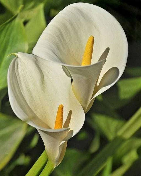 Calla Blumensamen zur Aussaat Drought verträglich Traditionssorte & ohne Gentechnik Samen Hausgarten