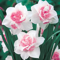 Rosa gefüllt Petals Daffodils Samen zur Aussaat robust Sorte Traditionssorte & ohne Gentechnik Samen Hausgarten