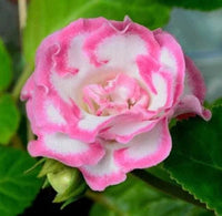 Rosa weiß gloxinia blume samen for anpflanzung - vibrant colors, heirloom & gmo free samen for home garten
 
 sale samen for home garten