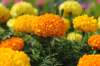 Studentenblume Blumensamen zur Aussaat Garten beliebt Traditionssorte & ohne Gentechnik Samen Hausgarten