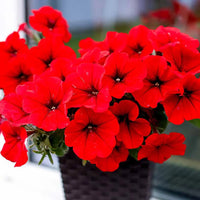 Scarlet Rot Petunie Blumensamen zur Aussaat – leuchtend – Traditionssorte & ohne Gentechnik Samen Hausgarten