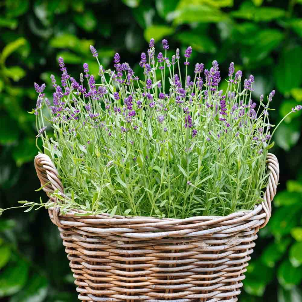 Violett Lavendel Blumensamen zur Aussaat lang Blüte Saison Traditionssorte & ohne Gentechnik Samen Hausgarten