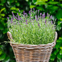 Violett Lavendel Blumensamen zur Aussaat lang Blüte Saison Traditionssorte & ohne Gentechnik Samen Hausgarten
