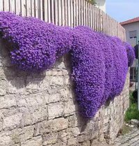 Rock cress blume samen for easy anpflanzung