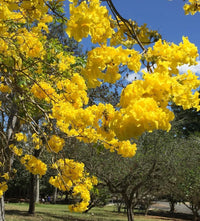 Gelb Jacaranda Blumensamen zur Aussaat Schnitt Blume beliebt Traditionssorte & ohne Gentechnik Samen Hausgarten
