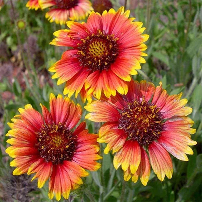 Gelb rot aristata blume samen for anpflanzung - perfect for borders, heirloom & gmo free samen for home garten
 
 sale samen for home garten