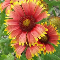 Gaillardia Aristata Blumensamen zur Aussaat – Schnitt Blume beliebt – Traditionssorte & ohne Gentechnik Samen Hausgarten