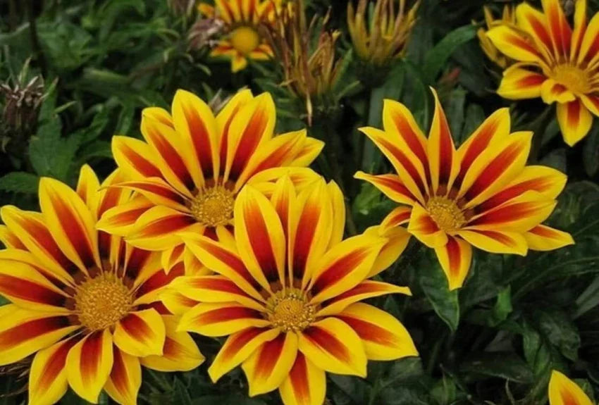 Mittagsgold Blumensamen zur Aussaat – Schnitt Blume beliebt Traditionssorte & ohne Gentechnik Samen Hausgarten
