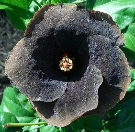 dunkel Gray Hibiskus Blumensamen zur Aussaat – Traditionssorte ohne Gentechnik biologisch Garten Samen Keimung Drought verträglich