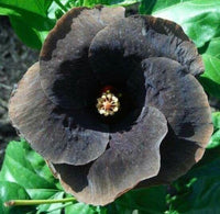 dunkel Gray Hibiskus Blumensamen zur Aussaat – Traditionssorte ohne Gentechnik biologisch Garten Samen Keimung Drought verträglich