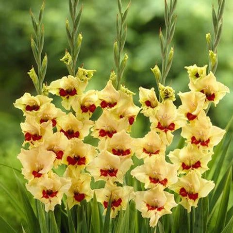 Gelb Rosa Gladiole Blumensamen zur Aussaat – ideal Rabatten Traditionssorte & ohne Gentechnik Samen Hausgarten