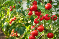 Rebel Yell Tomate Solanum lycopersicum Samen zum Pflanzen in Gemüse Patch
