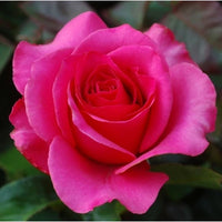 Rosa Rose Blumensamen zur Aussaat lang Blüte Saison Traditionssorte & ohne Gentechnik Samen Hausgarten