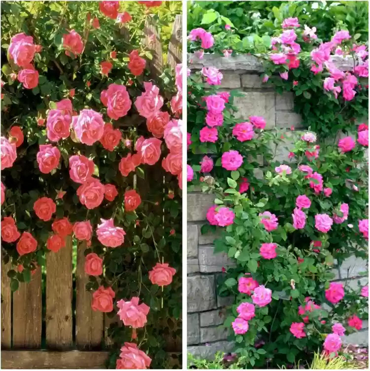 Climbing blume samen for anpflanzung - drought tolerant, heirloom & gmo free samen for home garten
 
 sale samen for anpflanzung in home garten
