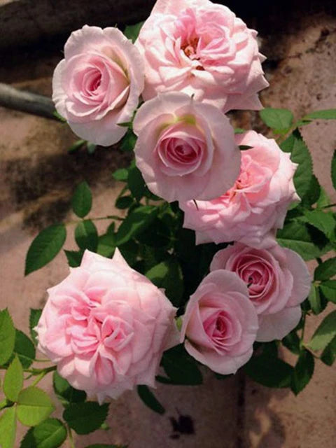 Hellrosa Rosenbaum-Blumensamen für die Aussaat im Garten. Beliebte traditionelle Sorte und gentechnikfreie Samen für den Hausgarten