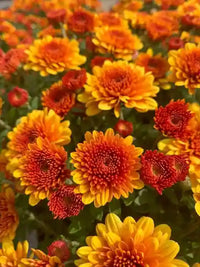 Traditionssorte Gelb & Rot Chrysantheme morifolium Blumensamen zur Aussaat – farbenfroh Schau – Traditionssorte & ohne Gentechnik Samen Hausgarten