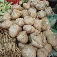 Jicama Samen zum Pflanzen - Grow Your Own Jicama Gemüse