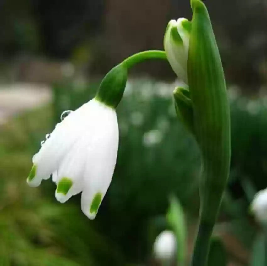 Weiß galanthus nivalis blume samen for anpflanzung - pollinator friendly, heirloom & gmo free samen for home garten
 
 sale samen for home garten