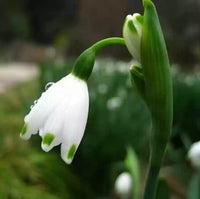 Weiß galanthus nivalis blume samen for anpflanzung - pollinator friendly, heirloom & gmo free samen for home garten
 
 sale samen for home garten