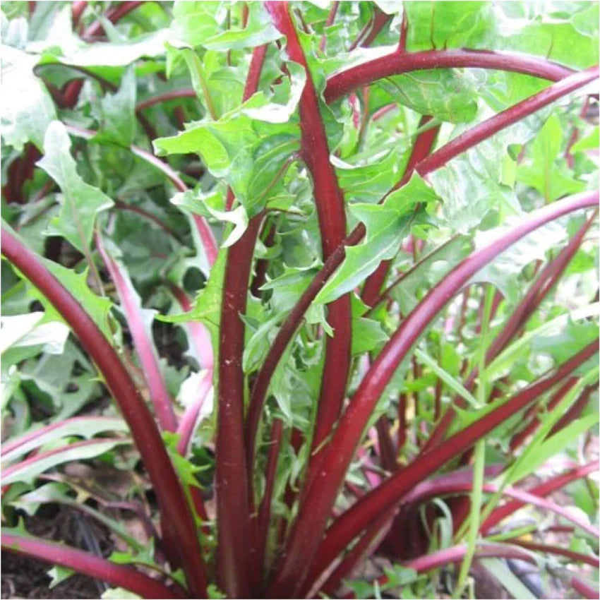 Garnet Stem Blumensamen zur Aussaat sonnenliebend Traditionssorte & ohne Gentechnik Samen Hausgarten