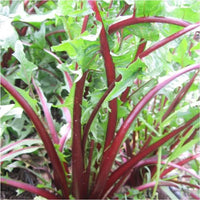 Garnet Stem Blumensamen zur Aussaat sonnenliebend Traditionssorte & ohne Gentechnik Samen Hausgarten