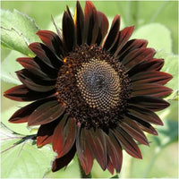 Chocolate Sonnenblume Blumensamen zur Aussaat – hochwertige Qualitäts- – Traditionssorte & ohne Gentechnik Samen Hausgarten