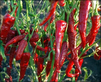 Salkim Biber Chile Pepper Planting Samen